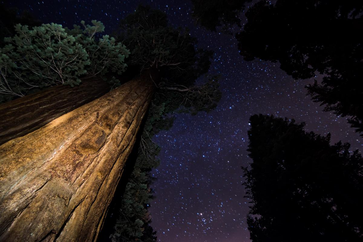 Sequoia Sky