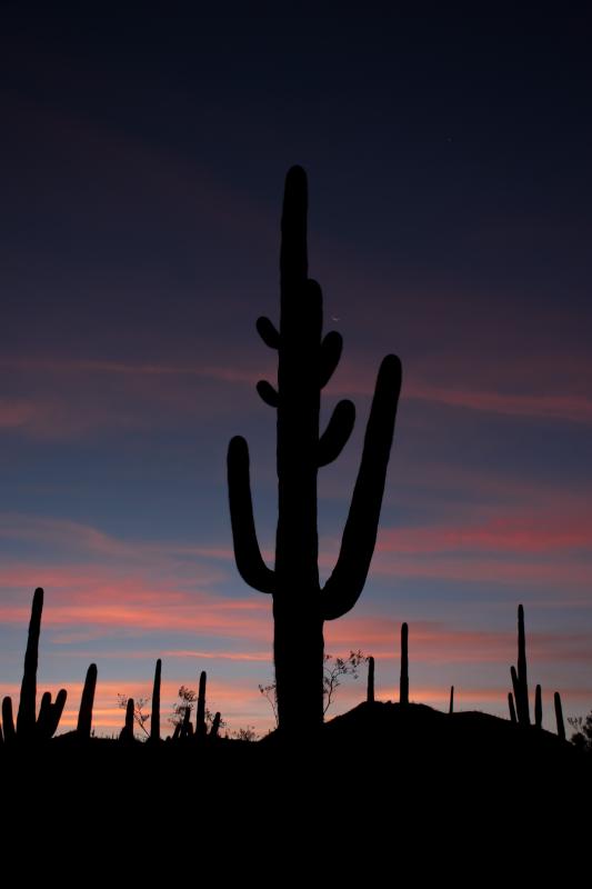 Sunrise with Saguaros