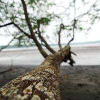 Tree to Ocean