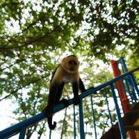 Monkey Close