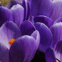 Purple Crocus