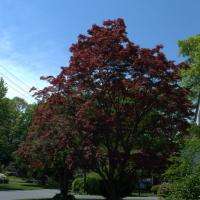 Red Maple V