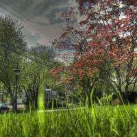 Front Lawn