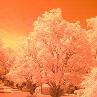 Red Maple IR