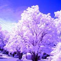 Blue Sky, Pink Tree