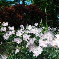 Carnations 3