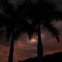 Palm Trees