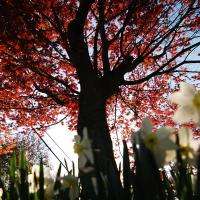 Red Maple Sunny