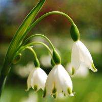 Depth of Field