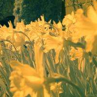 Curve Daffidols