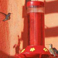 Hummingbird